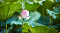 【三伏天養(yǎng)生】三伏天養(yǎng)生有六大禁忌，你知道嗎？記得分享給家人知道！
