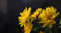 【養(yǎng)生知識】入秋菊花藥膳，美味營養(yǎng)、養(yǎng)生保健！
