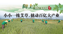 【行業(yè)資訊】向上，特色產(chǎn)業(yè)看河南：南陽(yáng)艾區(qū)域品牌正在叫響！