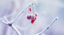 【小寒節(jié)氣】時處二三九，臘月梅花開！