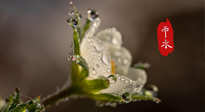 【二十四節(jié)氣灸】雨水節(jié)氣，扶陽、祛濕、調(diào)氣血，才是養(yǎng)生重點(diǎn)！艾灸，橫掃濕寒！