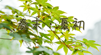 【艾灸養(yǎng)生】春末夏初：上熱下寒癥狀，補(bǔ)不如疏通淤堵，試試艾灸吧！