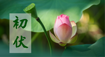 【三伏天】初伏將至，“蒸煮”模式開啟！想要健康，這四類食物別錯過！！