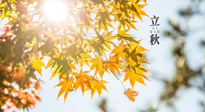 【節(jié)氣飲食】立秋將至，吃最合適的飲食，平穩(wěn)度過季節(jié)交替！